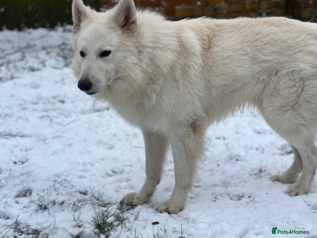 Mixed Breed dogs for stud: White Shepherd Male Available for Outcross - Image 7