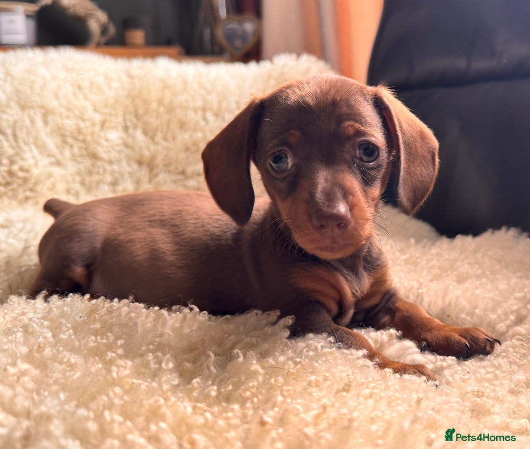 Miniature Dachshund dogs for sale: BEAUTIFUL MINI DACHSHUND PUPPIES  - Image 8