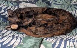 Domestic Shorthair cats for sale: Heartbreakingly a marriage breakup forces rehome - Image 23