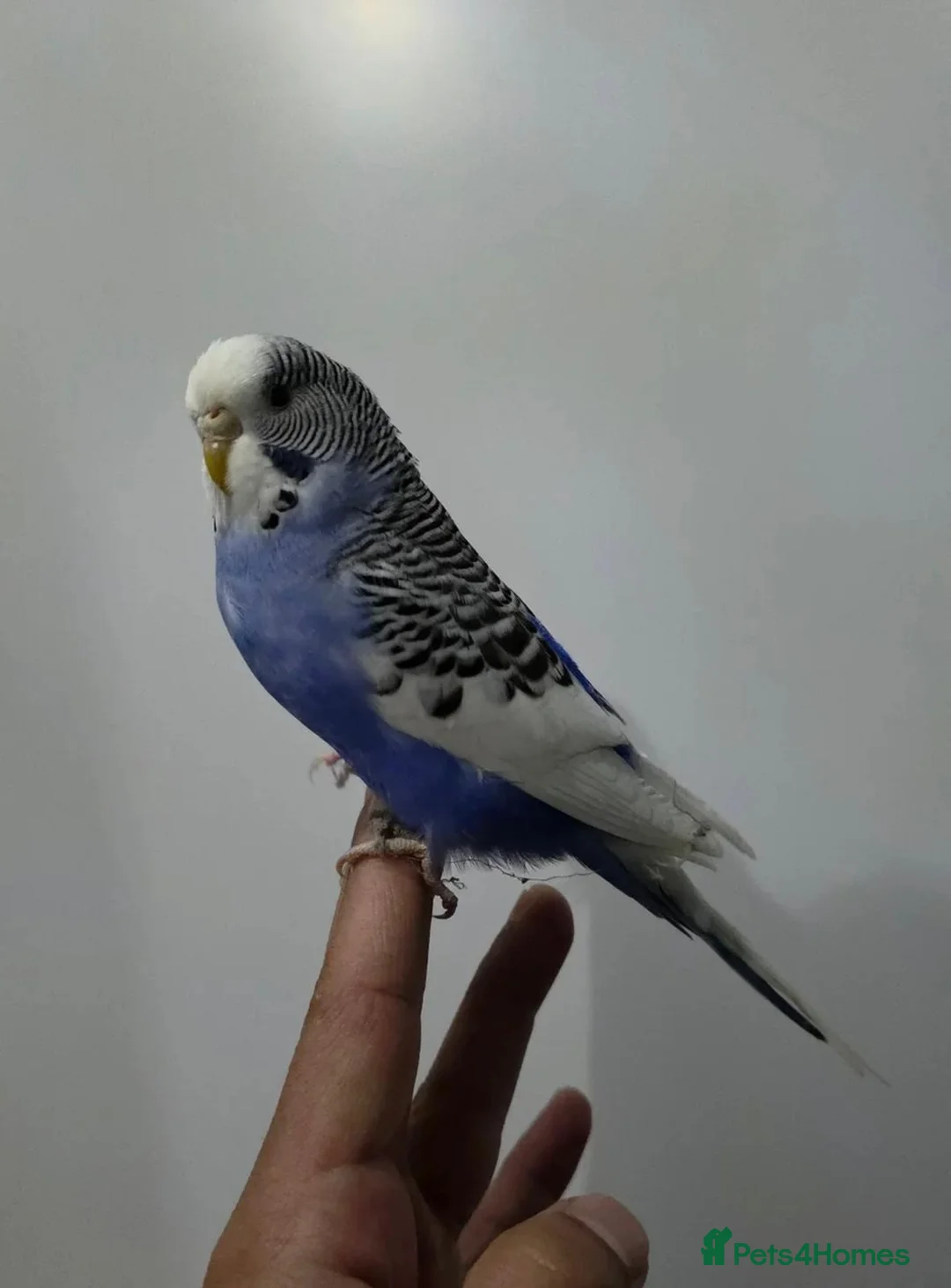 Budgerigars birds for sale: Beautiful hand tamed baby budgies for sale  - Advert 3