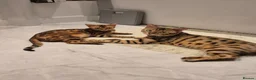 Bengal cats for sale: Four Beautiful Bengal kittens 🐾  - Advert 7
