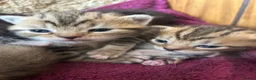 Persian cats for sale: X6 Beautiful fluffy persian X Bengal kittens  - Advert 7