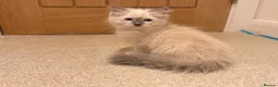 Ragdoll cats for sale: Beautiful blue eyes baby’s  in Hailsham - Advert 4