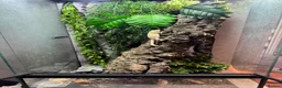 Gecko reptiles for sale: Crested Gecko with huge enclosure £120 in Wickford - Advert 4
