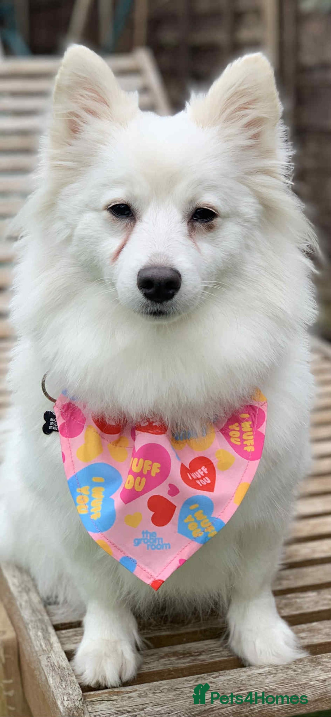 Japanese Spitz dogs for sale: Female Japanese spitz  - Advert 1