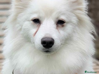 Japanese Spitz dogs Female Japanese spitz - Advert 1