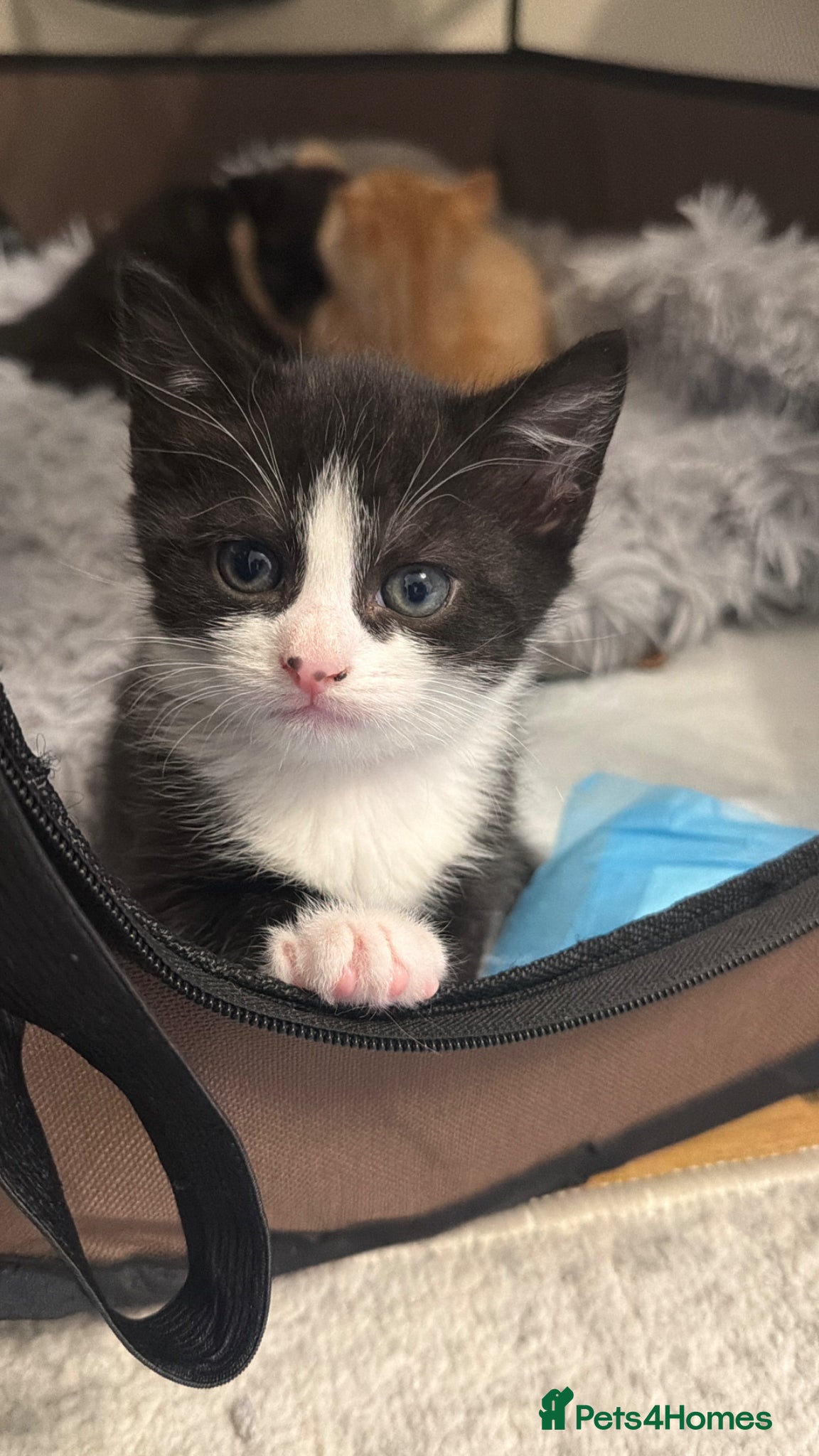 Mixed Breed cats Only one kitten still available 🖤🤍 - Advert 12