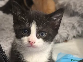 Mixed Breed cats Only one kitten still available 🖤🤍 - Advert 12