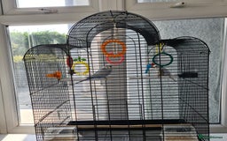 Budgerigars birds for sale: Pair of budgies with cage - Image 7
