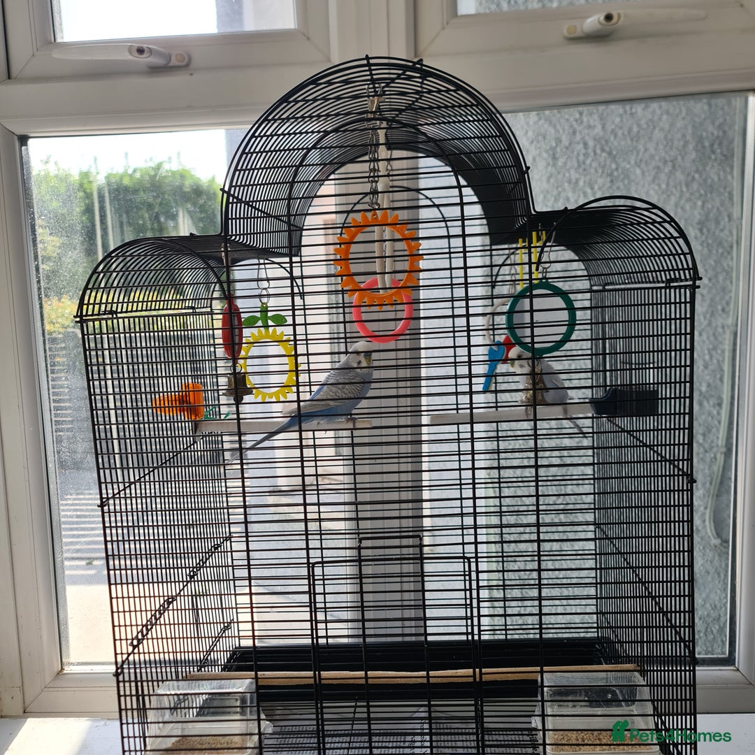 Budgerigars birds for sale: Pair of budgies with cage - Image 7