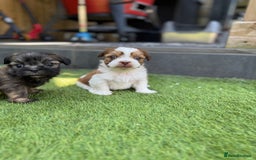 Mi-Ki dogs for sale: Mi ki toy puppies - Image 3
