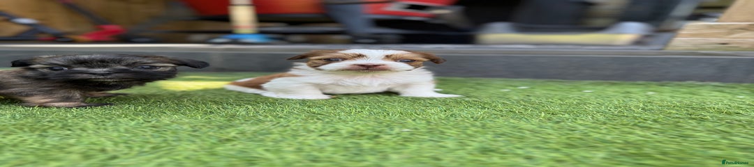 Mi-Ki Puppy 2