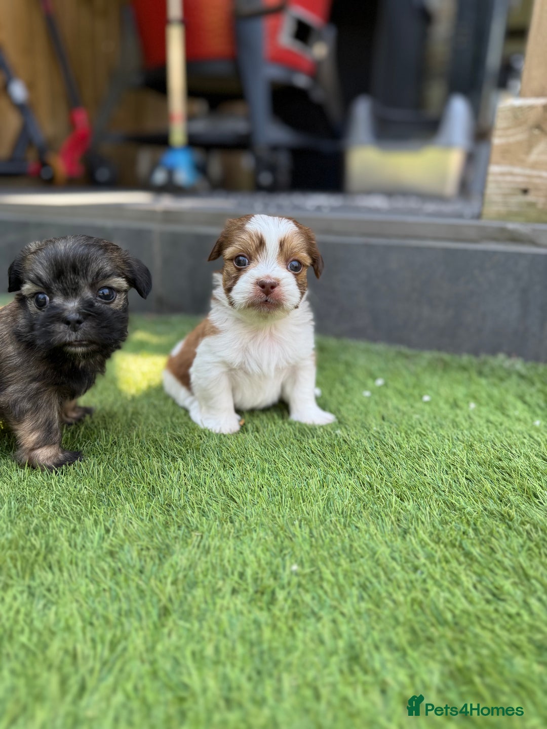 Mi-Ki dogs for sale: Mi ki toy puppies - Image 3