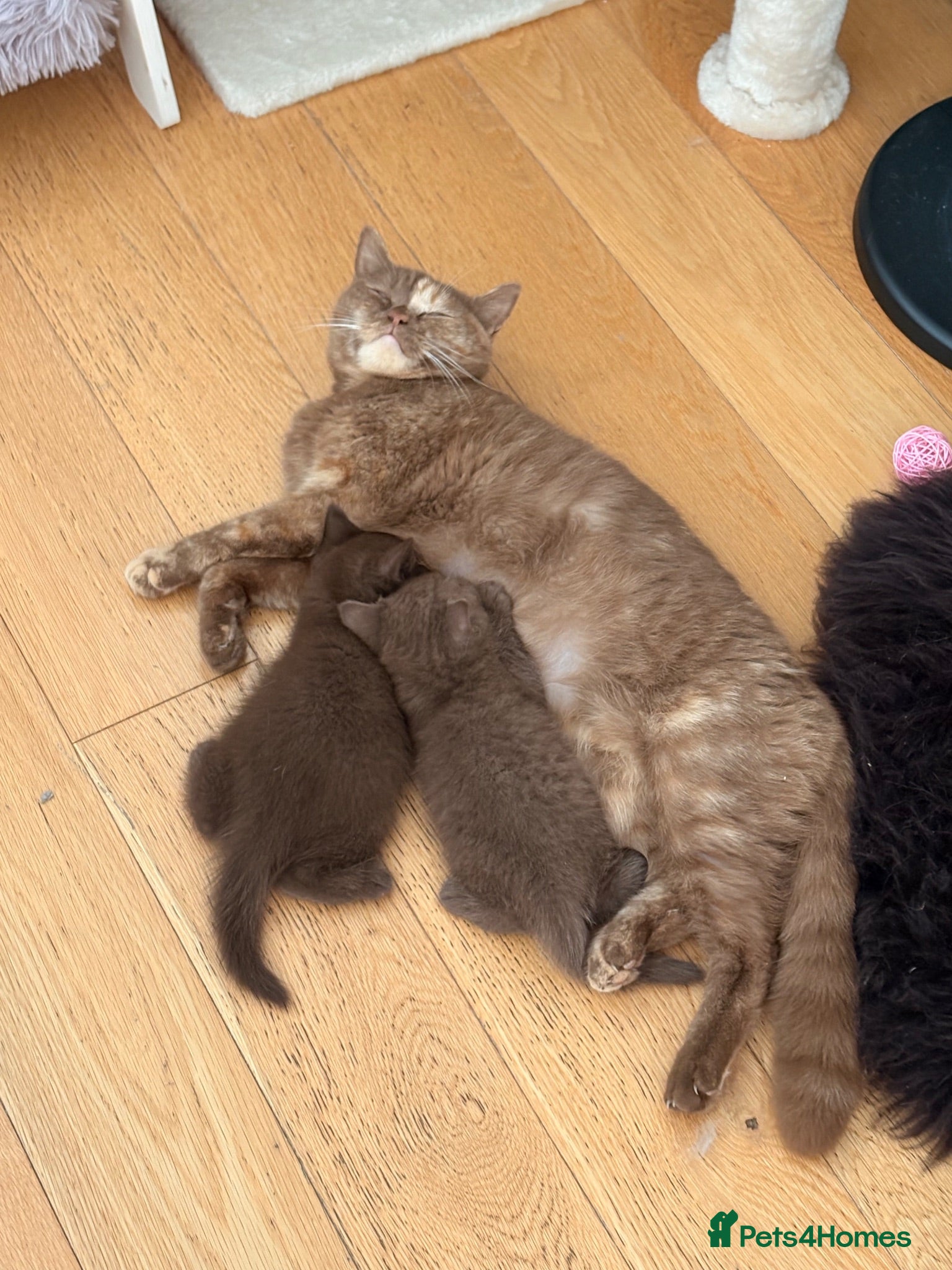 British Shorthair cats Chocolate British shorthair  - Advert 3