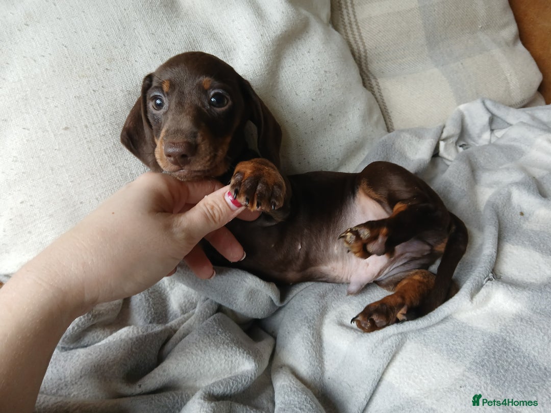 Miniature Dachshund dogs for sale: READY FOR NEW HOME Miniature Dachshund  - Image 3