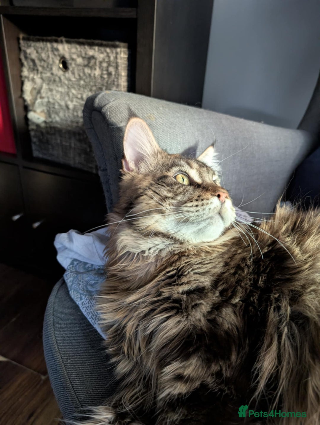 Maine Coon cats for sale: Active Maine Coon Tabby Boy Available  - Advert 11