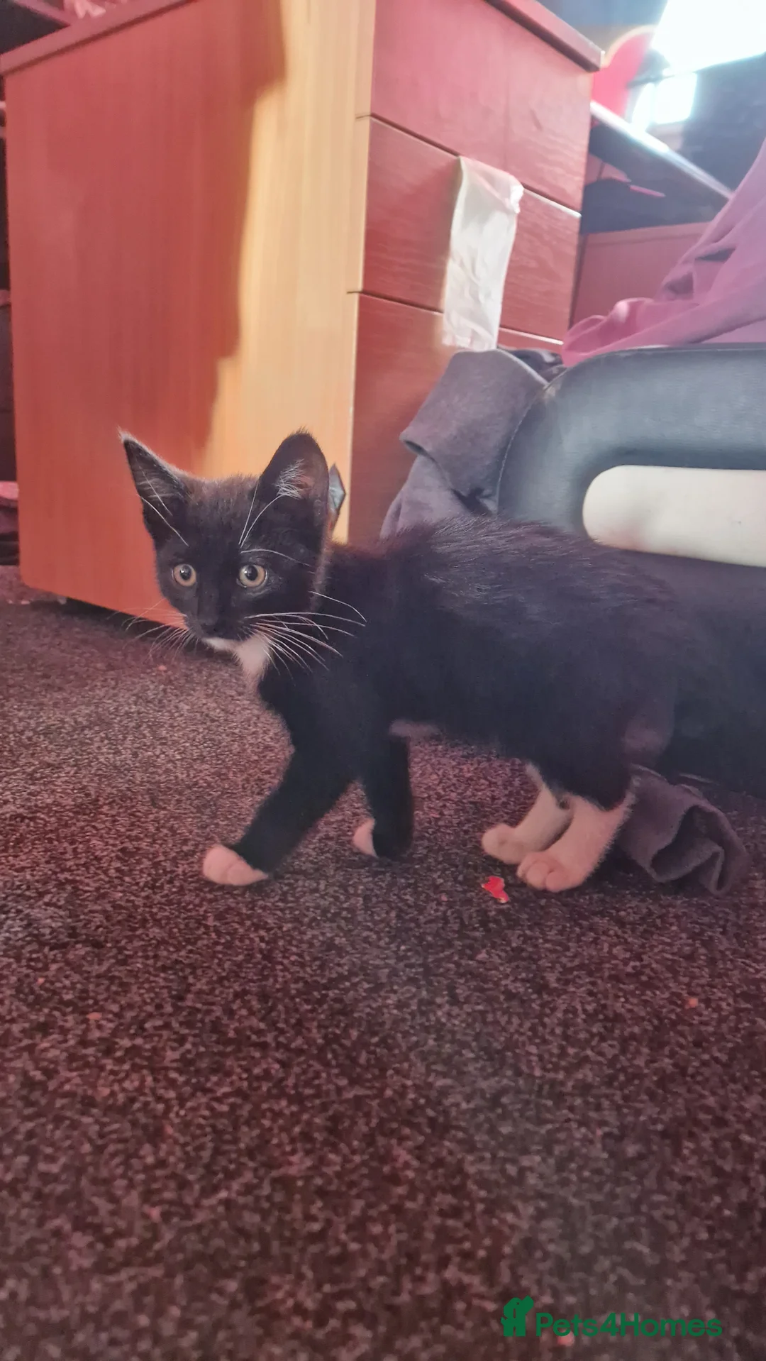 British Shorthair cats for sale: Cats  in Newark - Advert 2