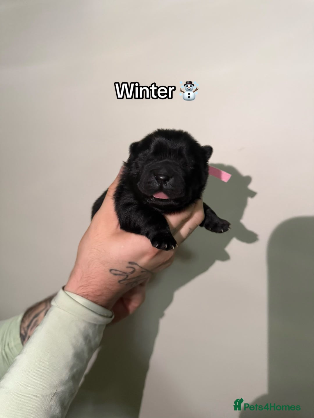 Chow Chow dogs for sale: 🍬Beautiful chow litter kc registered 🍬 - Advert 30