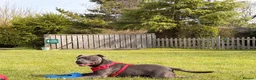 Staffordshire Bull Terrier dogs for stud: Beautiful blue up for Stud - Advert 4