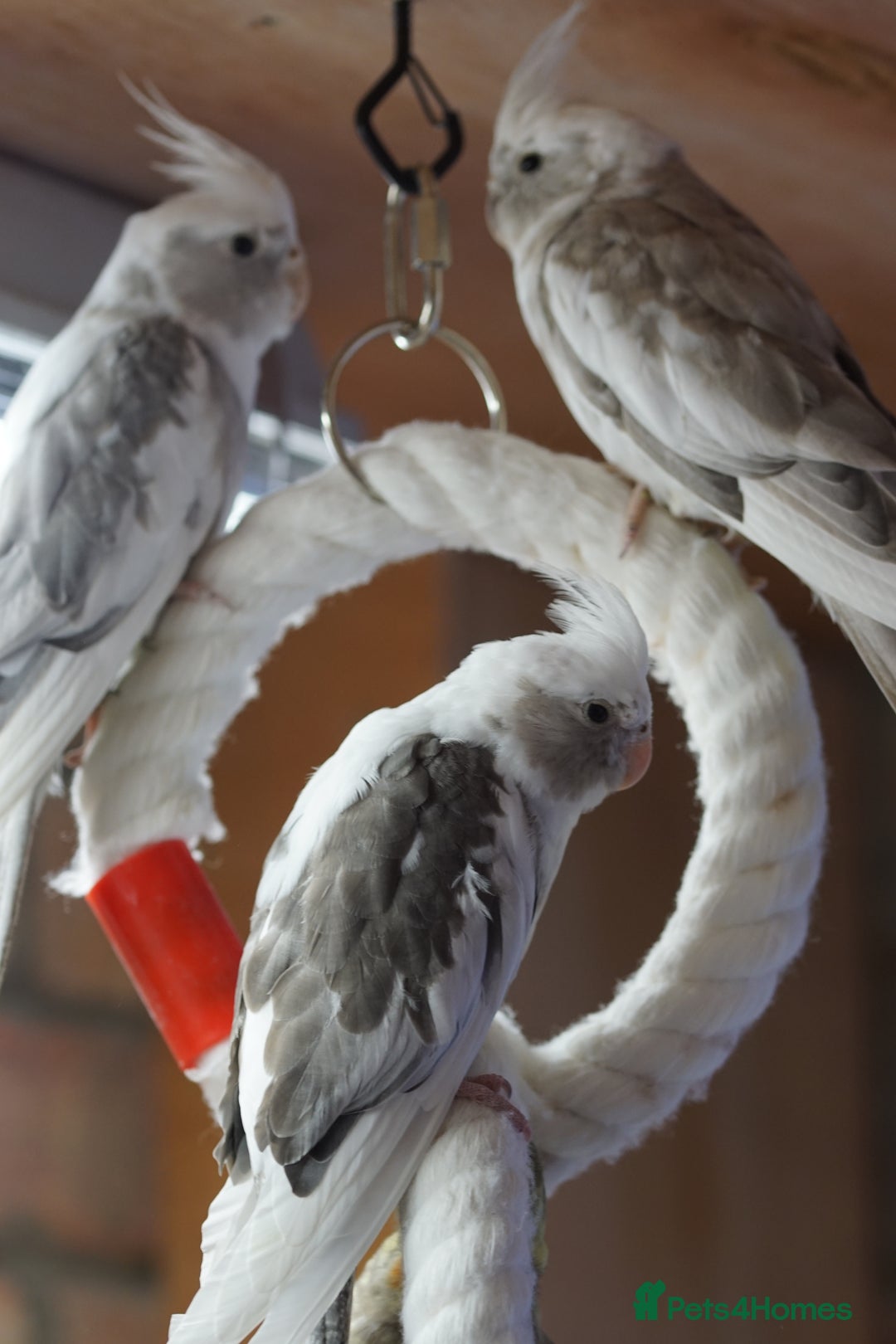 Cockatiels birds for sale: Young Cockatiels - Image 10