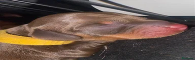 Miniature Dachshund 4