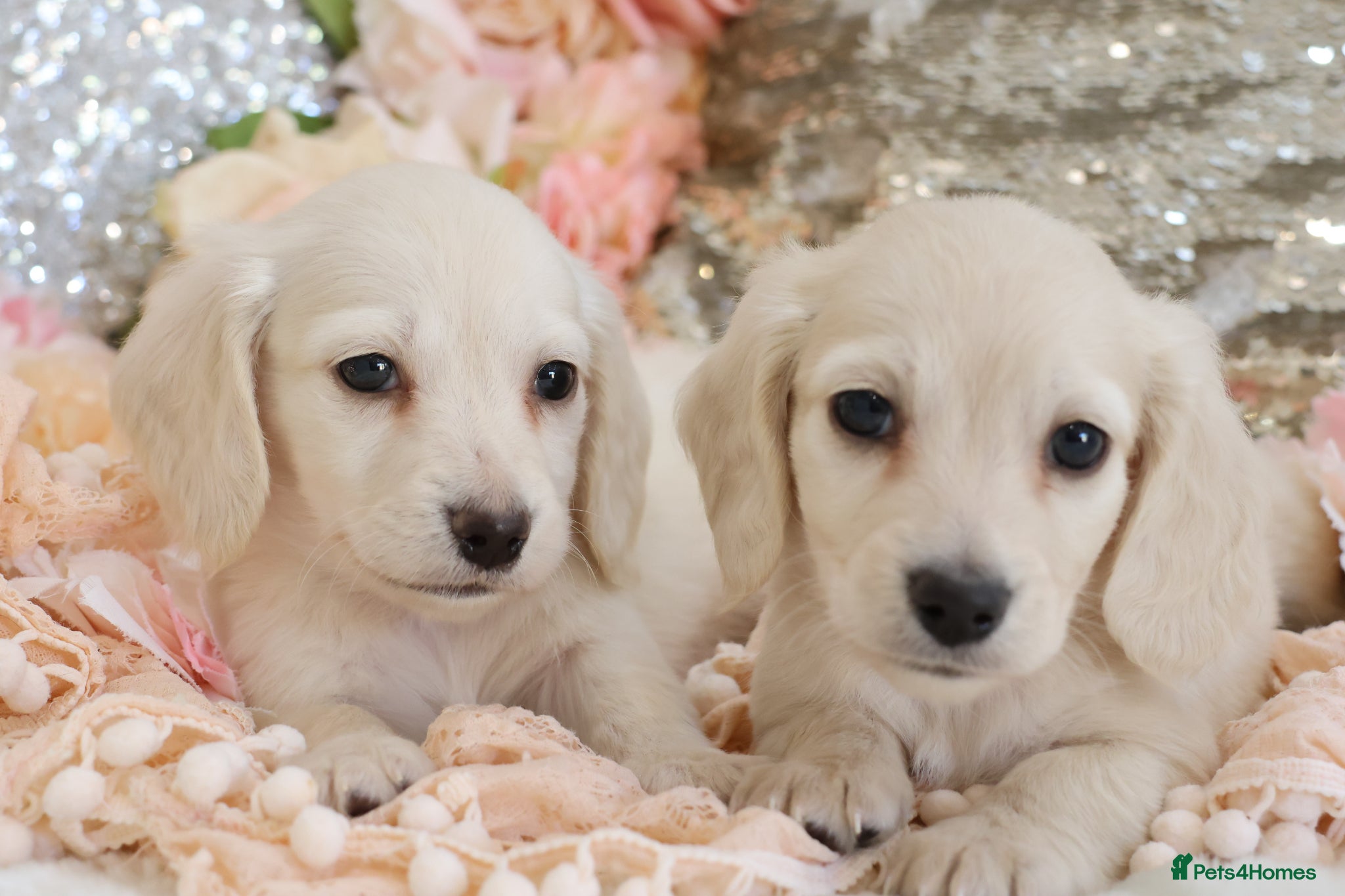 Miniature Dachshund dogs KC Cream Longhair Miniature Dachshund Puppies - Advert 3