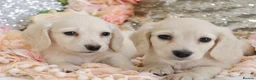 Miniature Dachshund dogs for sale: KC Cream Longhair Miniature Dachshund Puppies - Advert 1