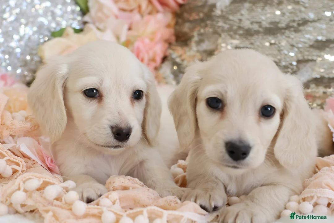 Miniature Dachshund dogs for sale: KC Cream Longhair Miniature Dachshund Puppies - Advert 1
