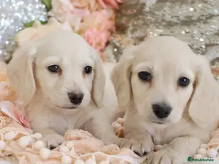 Miniature Dachshund dogs KC Cream Longhair Miniature Dachshund Puppies - Advert 3