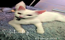 Turkish Angora cats for sale: Adorable 2 Kittens - Image 9