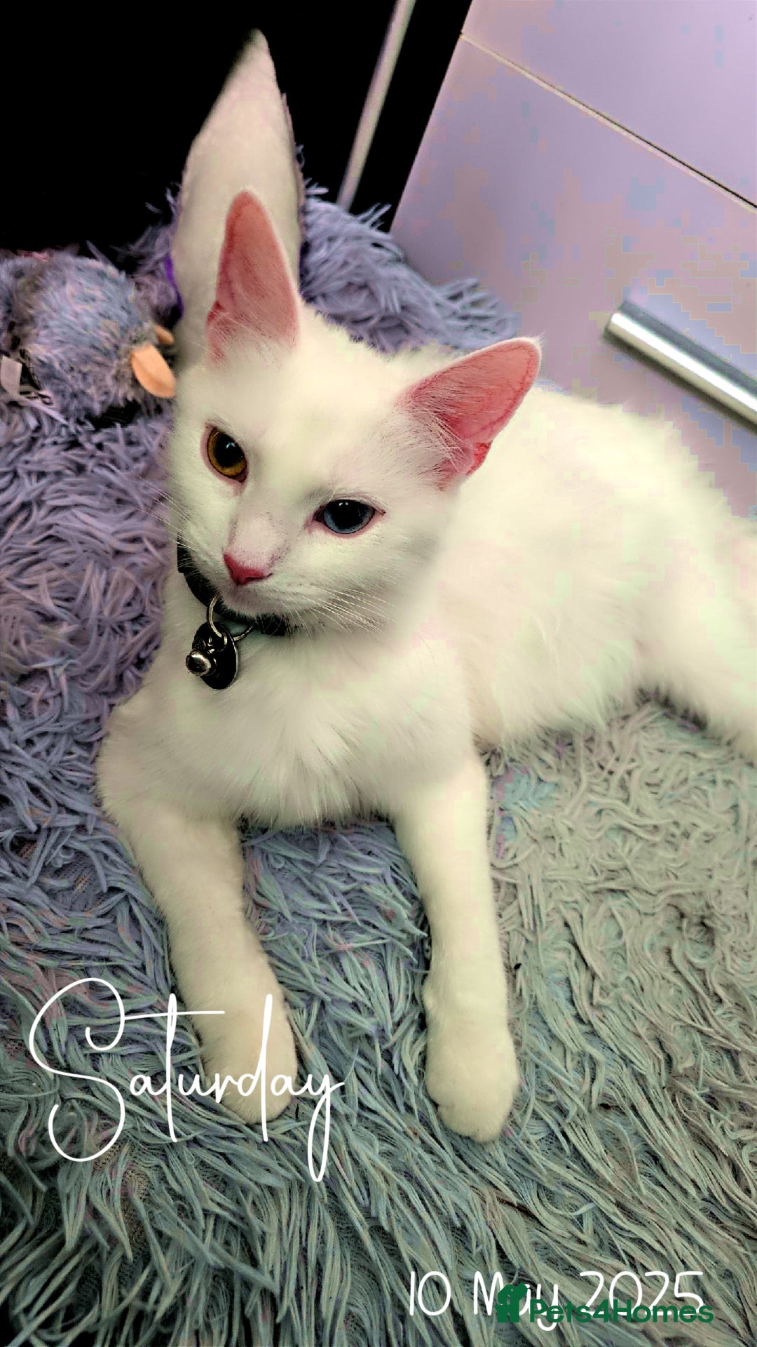 Turkish Angora cats for sale: Adorable 2 Kittens - Image 9