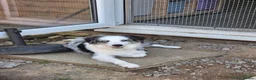 Border Collie dogs for sale: Blue merle border collie for sale  - Advert 3