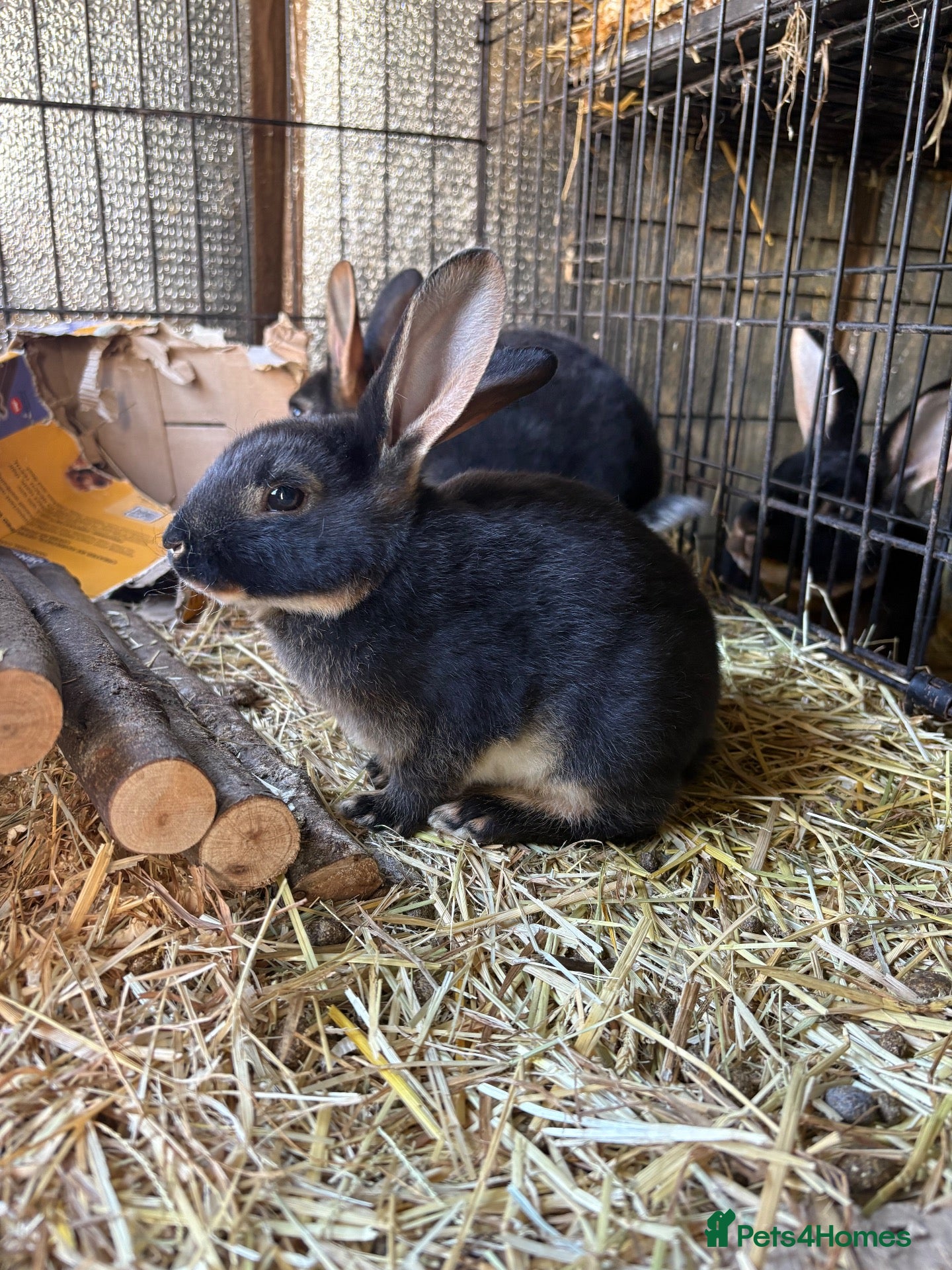 Rex rabbits Standard Rex (Black otter)ready to leave 3rd Nov  - Advert 6