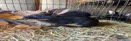 Rex rabbits for sale: Standard Rex (Black otter)ready to leave 3rd Nov  - Advert 1