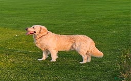 Golden Retriever dogs for sale: Gorgeous KC registered golden retriever puppys - Image 8