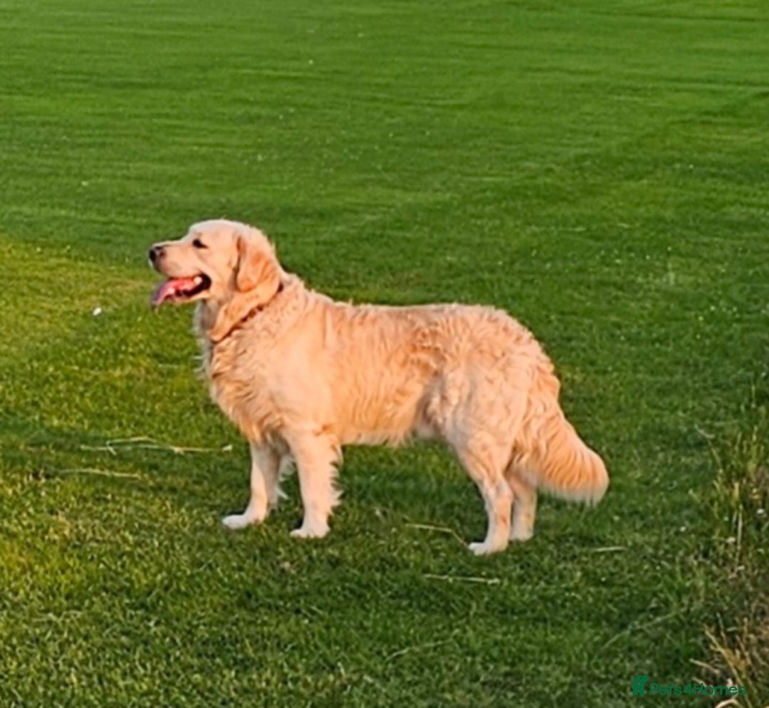 Golden Retriever dogs for sale: Gorgeous KC registered golden retriever puppys - Image 8