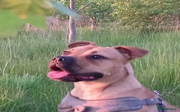 Mixed Breed dogs for sale: Loveable Luna Needing a new home - Image 3