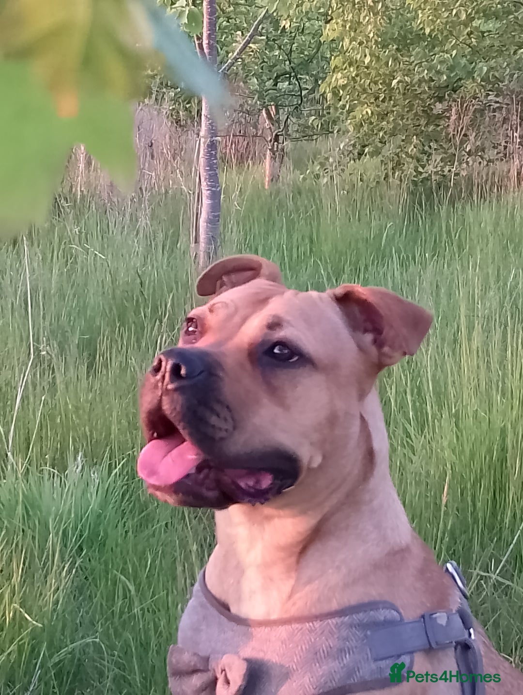 Mixed Breed dogs for sale: Loveable Luna Needing a new home - Image 3