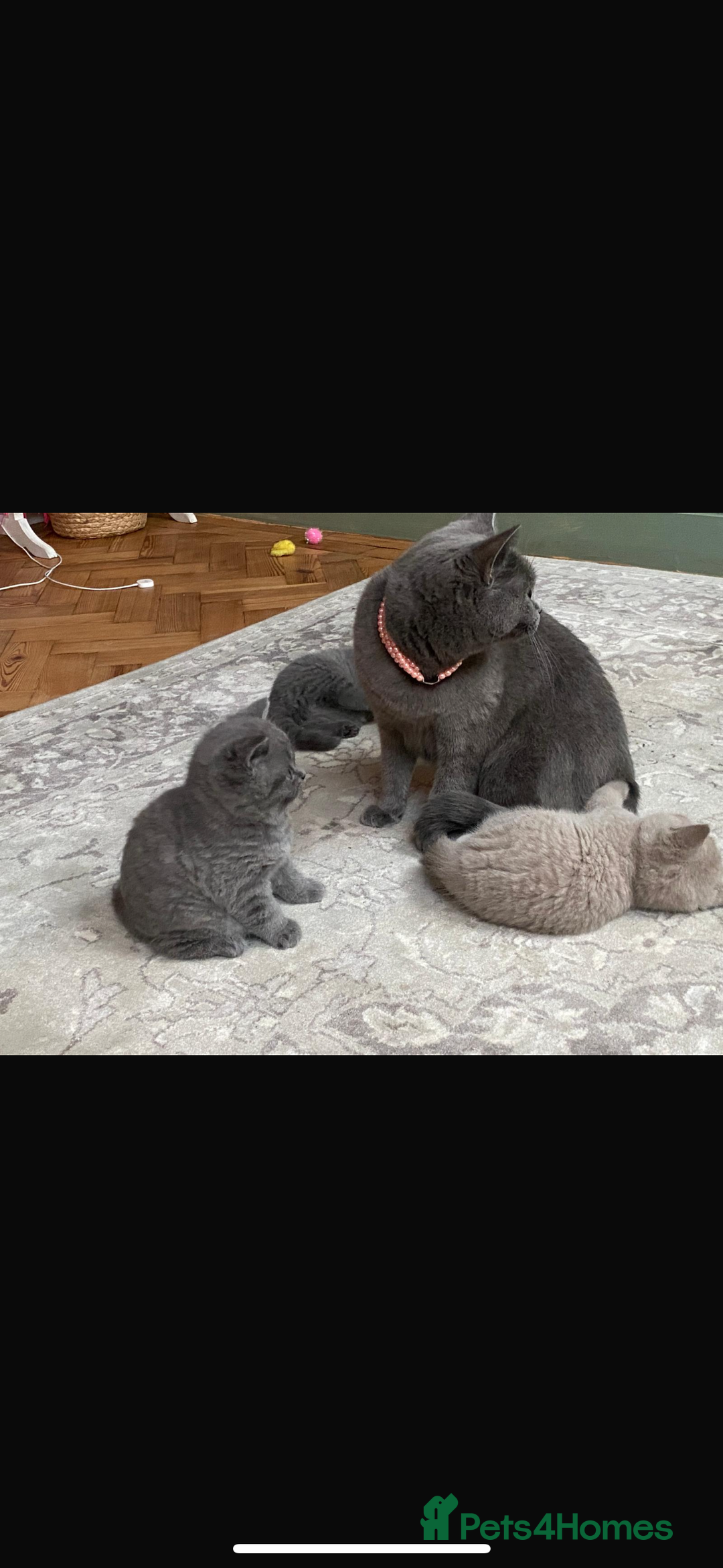 British Shorthair cats for sale: British shorthair Blue Male kitten - Advert 6