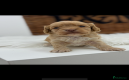 Cavapoo dogs for sale: Mini F1 Cavapoos Exstensively Health Testec  - Image 4