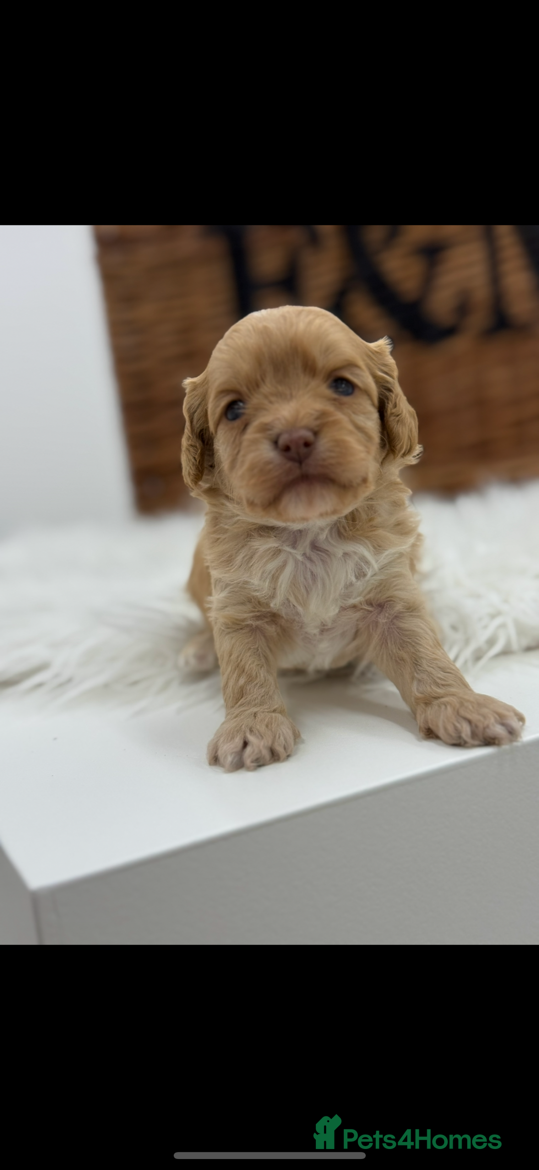 Cavapoo dogs for sale: Mini F1 Cavapoos Exstensively Health Testec  - Image 4