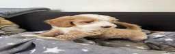 Maltipoo dogs for sale: Beautiful Maltipoochons puppies ready to leave - Advert 14