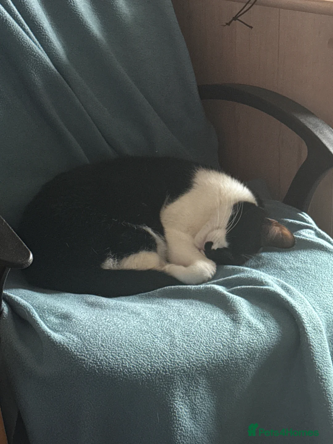 Mixed Breed cats for sale: Two Amazing Cats to be Rehomed  - Advert 2