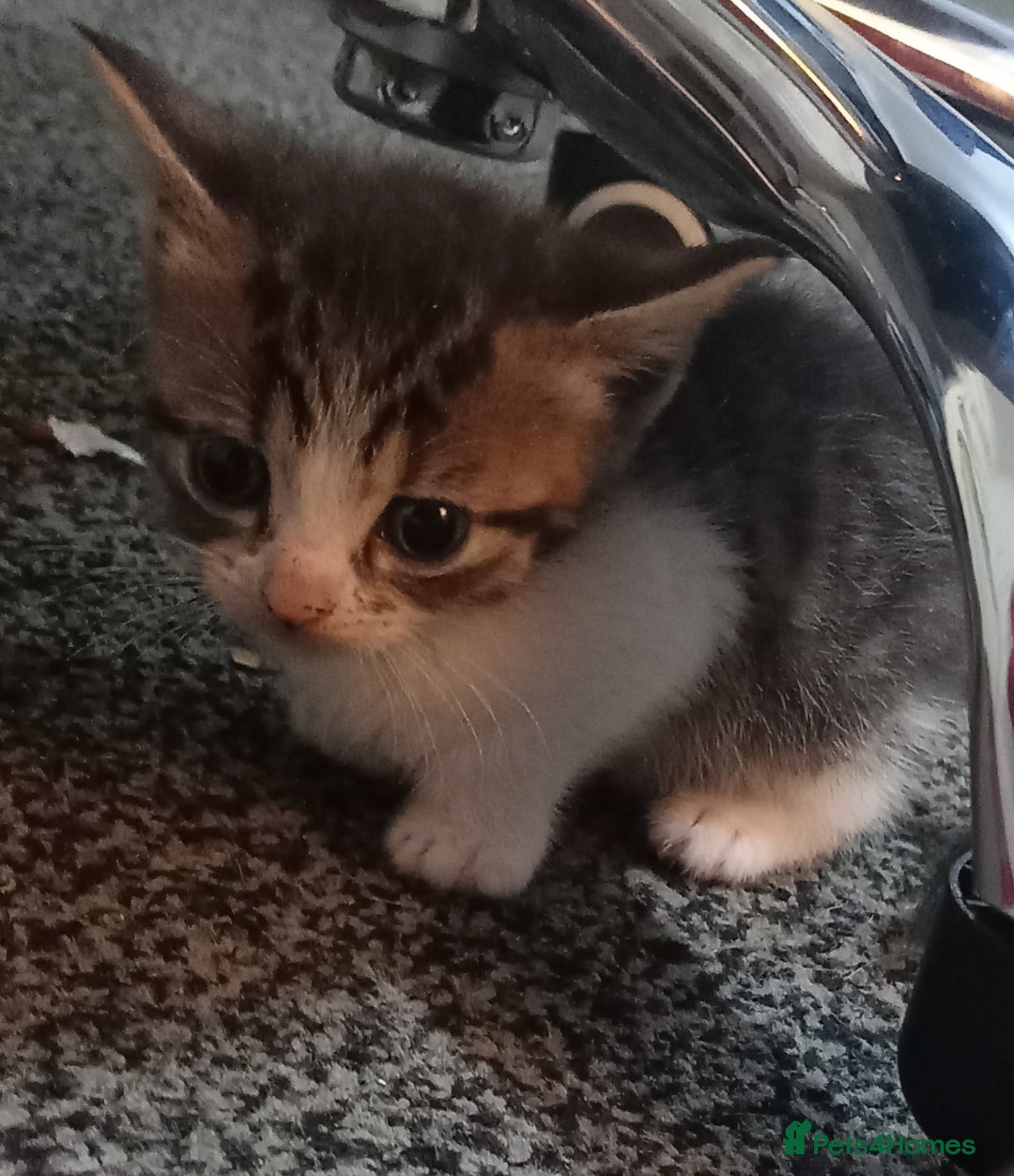 British Shorthair cats for sale: Cute kittens looking for forever homes  - Advert 7