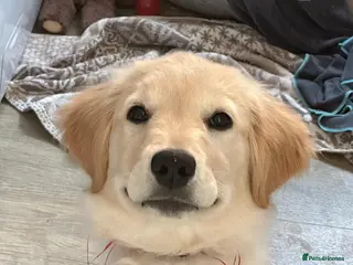 Golden Retriever dogs Honey - Advert 1