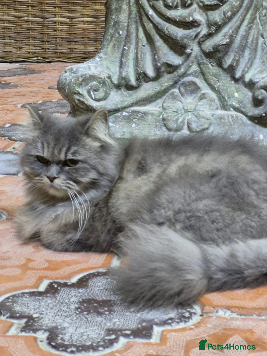 Domestic Shorthair cats for adoption: Bodiccea - Advert 2