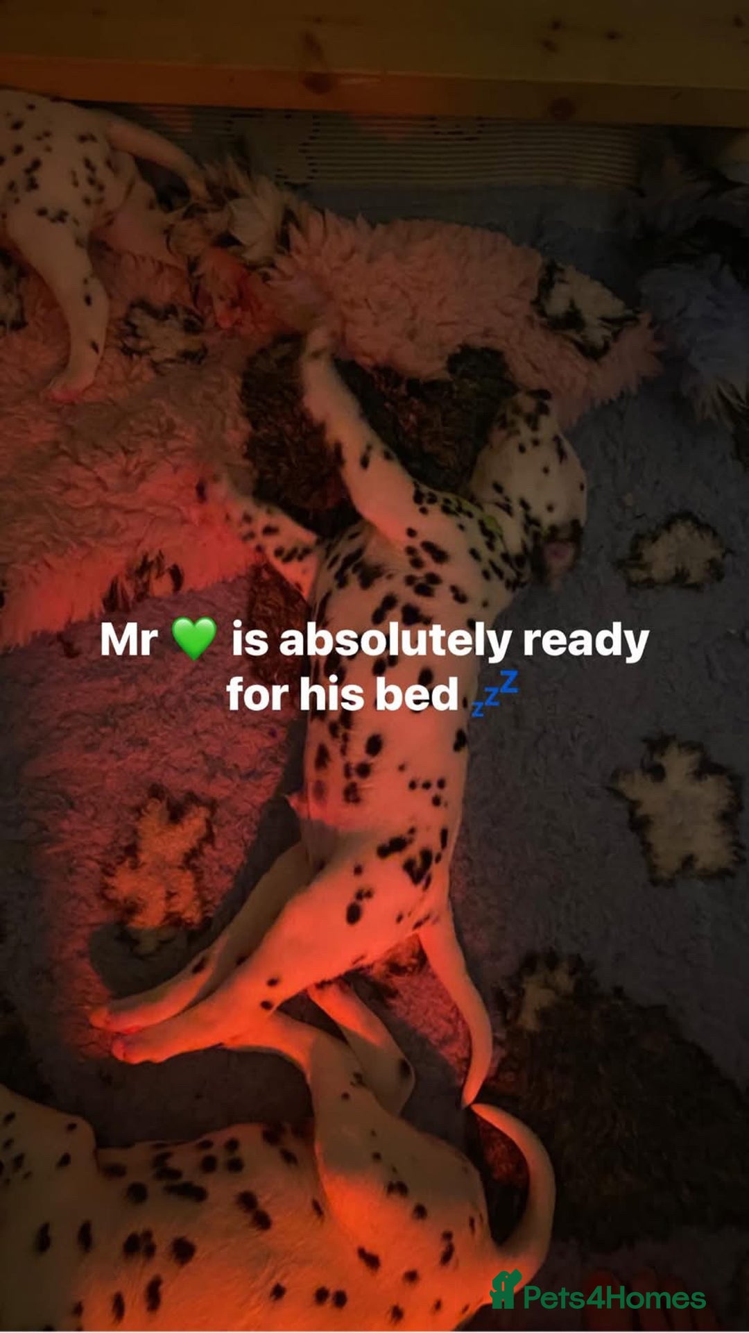 Dalmatian dogs for sale: Top quality show type Dalmatian pups 🐶  - Image 17