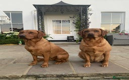 Labrador Retriever dogs for sale: KC Reg Fox red labrador litter of 6 dogs 4 bitches - Image 8