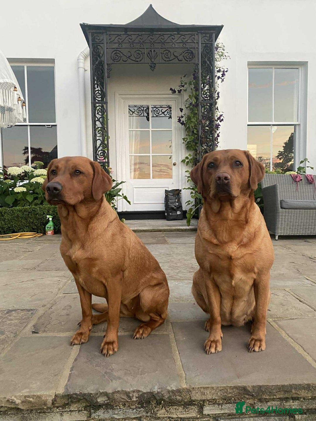 Labrador Retriever dogs for sale: KC Reg Fox red labrador litter of 6 dogs 4 bitches - Image 8