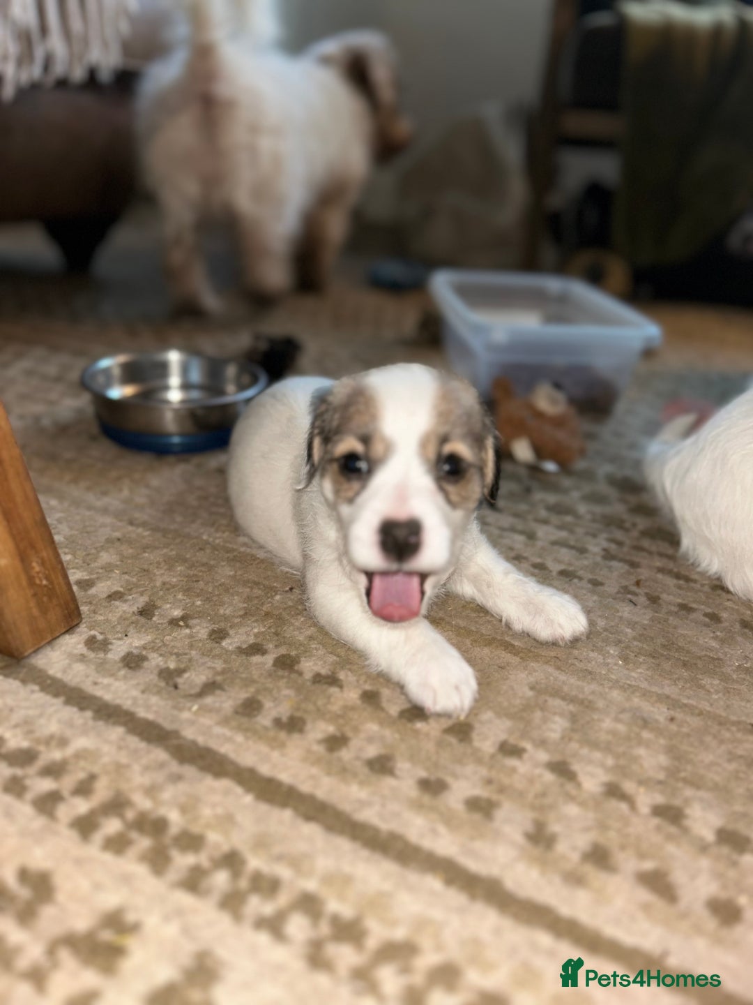 Sealyham Terrier dogs for sale: Sealyham terrier crosses 1 boy available  - Advert 9